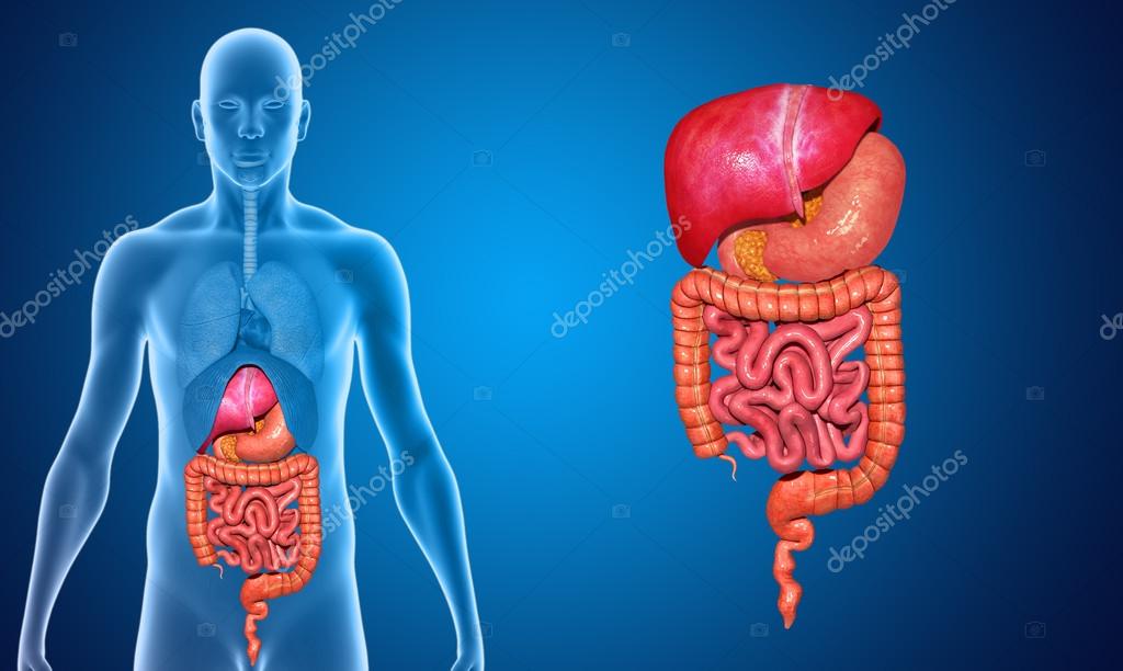 Système digestif image libre de droit par sciencepics © #54368929
