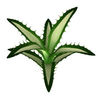 Agave America