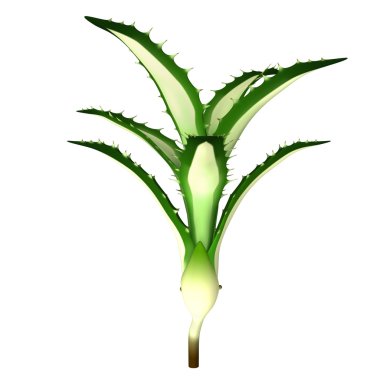 Agave America