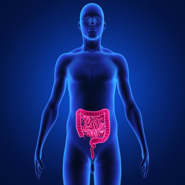 Digestive System clipart