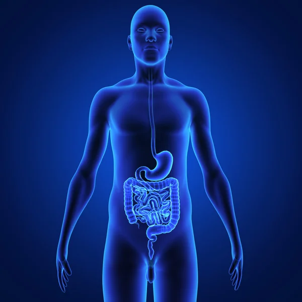 Digestive System — Stock Photo, Image