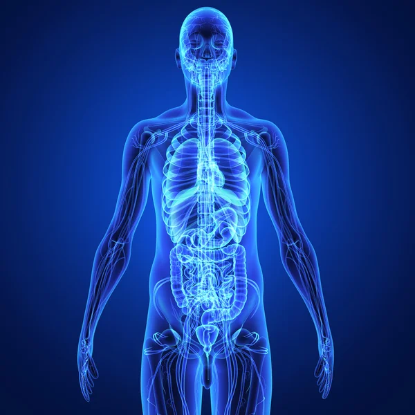 Anatomia człowieka — Zdjęcie stockowe