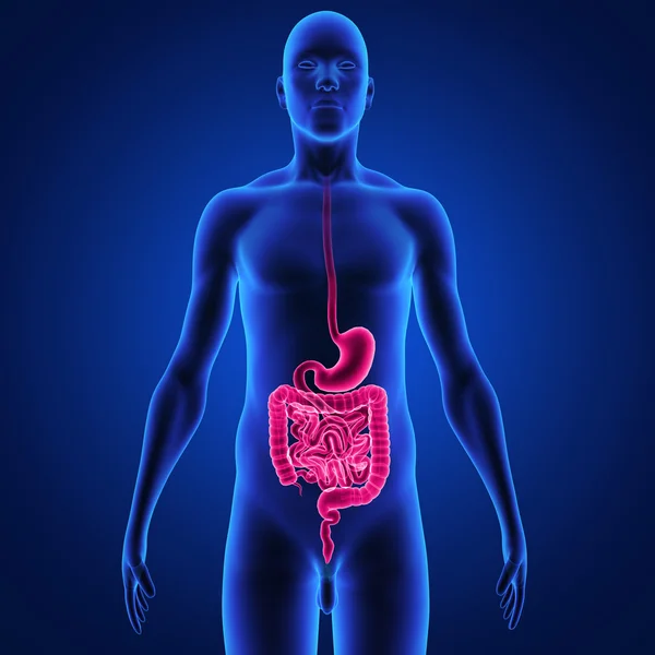 Digestive System — Stock Photo, Image