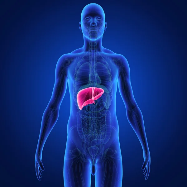 Liver — Stock Photo, Image