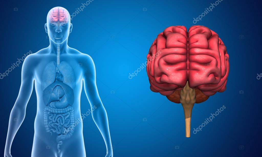 The brain is an organ that serves as the center of the nervous system in all vertebrate and most invertebrate animals,only a few invertebrates such as sponges, jellyfish, adult sea squirts and starfish do not have a brain,