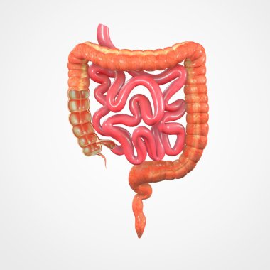 Small and Large Intestine clipart