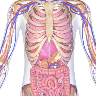 İnsan Anatomisi