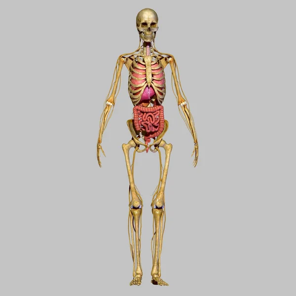 Menschliche Anatomie — Stockfoto