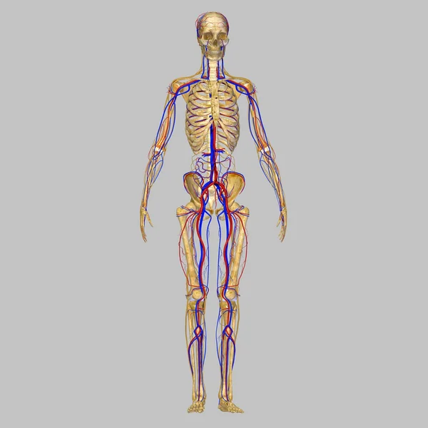 Skeleton with Circulatory System — Stock Photo, Image