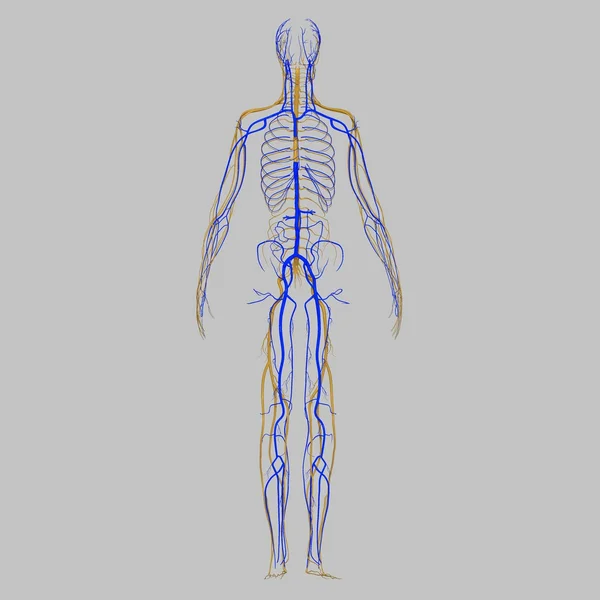 Žíly a nervy — Stock fotografie