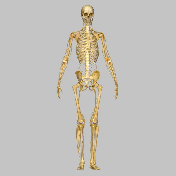 Skeleton with Nerves — Stock Photo, Image