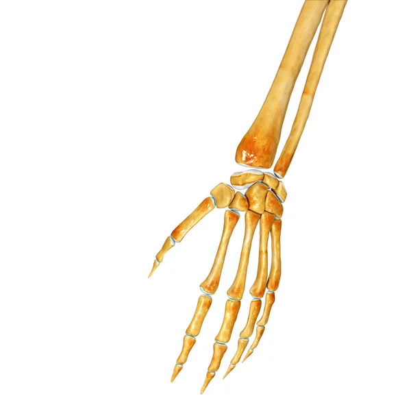 Σκελετό τα χέρια — Φωτογραφία Αρχείου