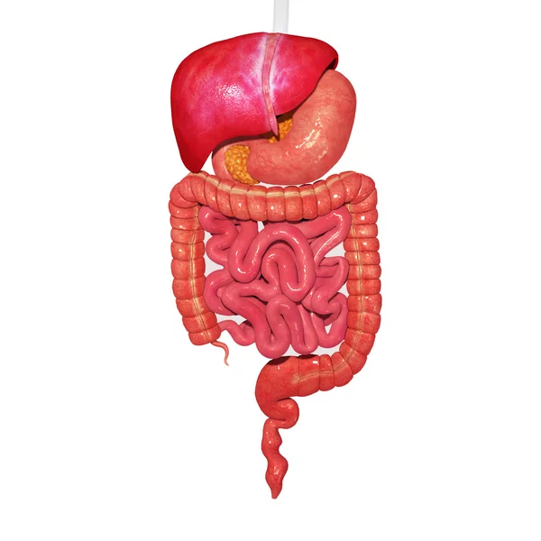 Sistema digestivo — Foto de Stock