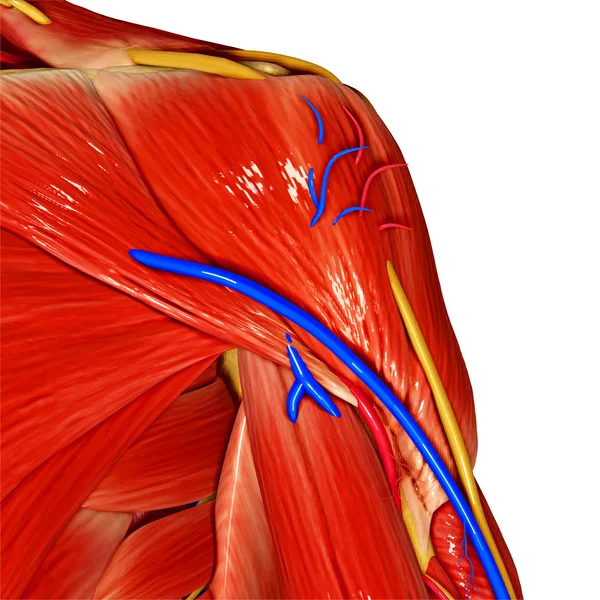 Мышцы плеча — стоковое фото