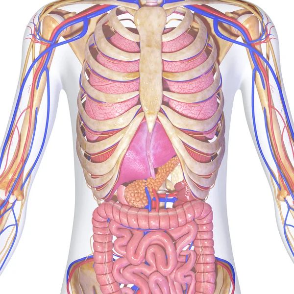 Анатомия человека — стоковое фото