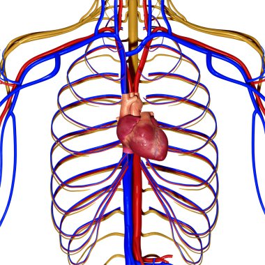 Human Heart clipart