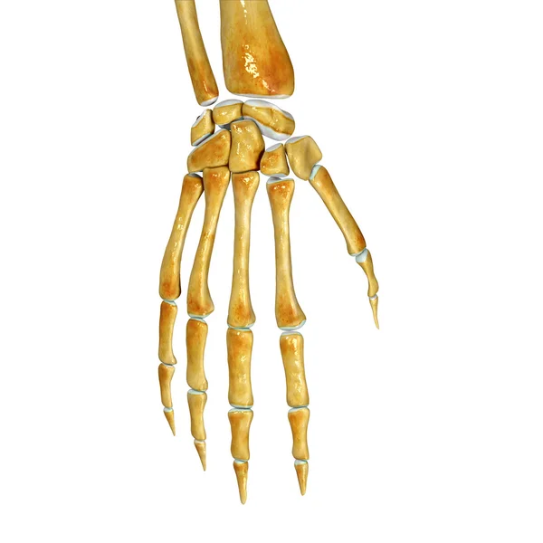 Skeleton arm — Stockfoto