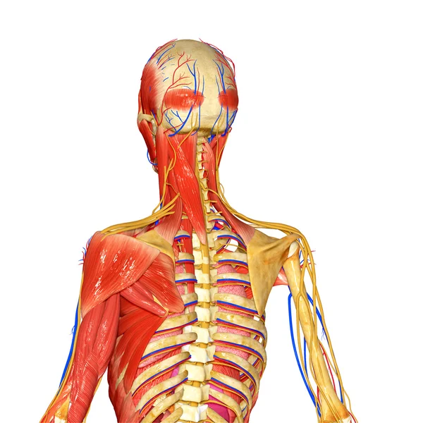 Anatomía humana — Foto de Stock