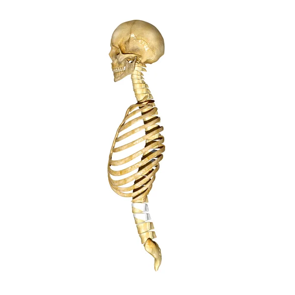 Skull and Rib Cage — Stock Photo, Image