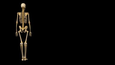 Tibia ve fibula