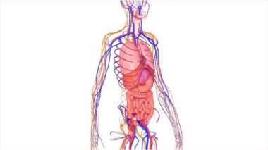 İnsan Anatomisi
