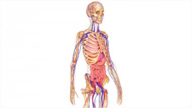 İnsan Anatomisi