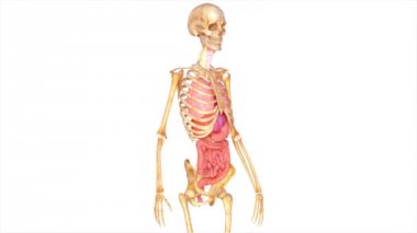 İnsan Anatomisi