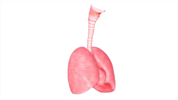 人間の肺 — ストック動画