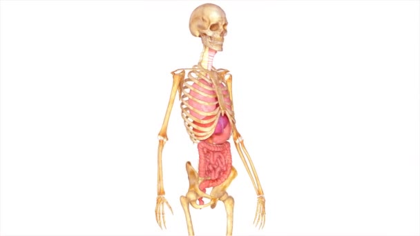 Menselijke anatomie — Stockvideo