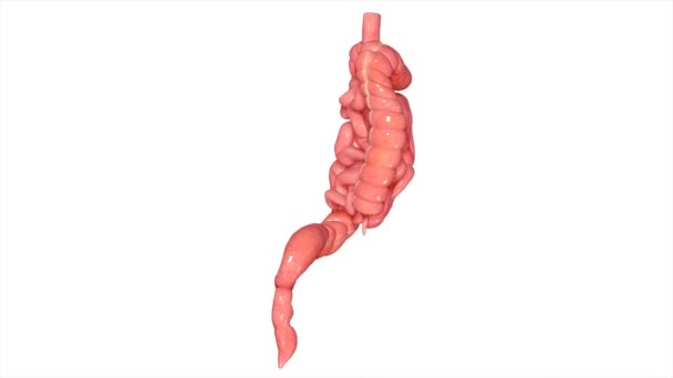 小腸・大腸 — ストック動画