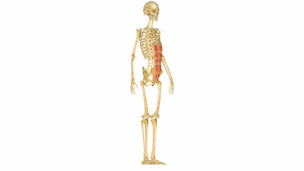 腹部の筋肉 — ストック動画
