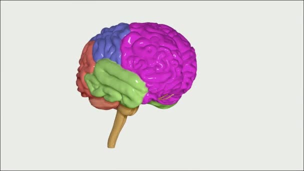Beyin — Stok video