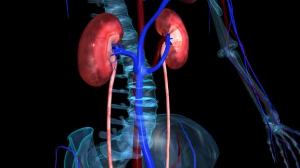 Kidneys — Stock Video