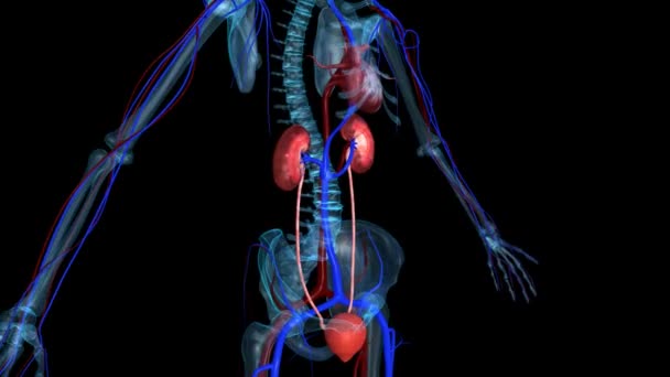 Kidneys — Stock Footage Kidneys Stock Footage