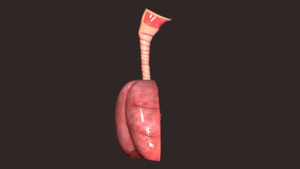 Anatomia dos pulmões — Vídeo de Stock