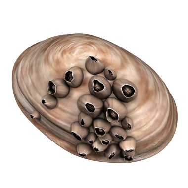 Balanus