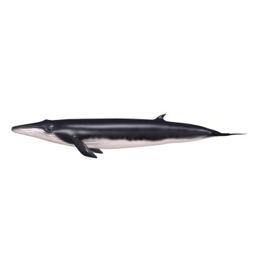 Balaenoptera