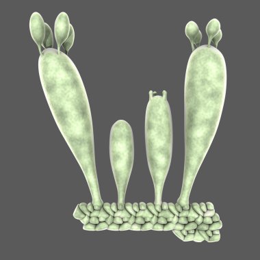 .basidiospores