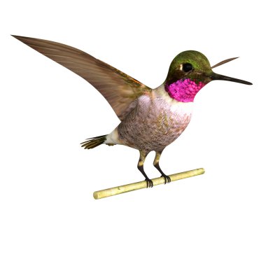 Anna s hummingbird clipart