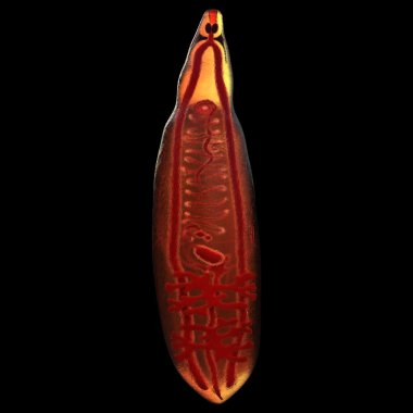Fasciola mantarı