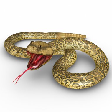 Rattle snake clipart
