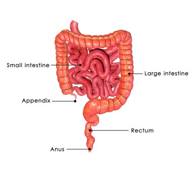 Small and Large intestine