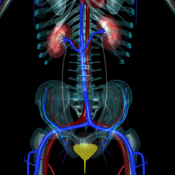 Kidneys — Stock Photo, Image