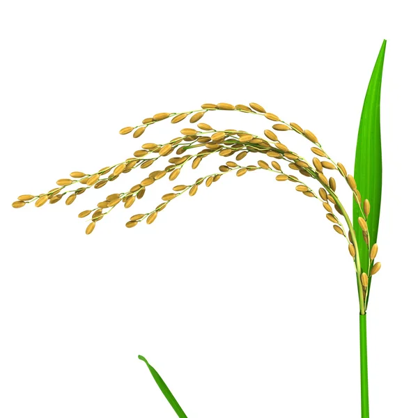 Oryza — Stock Photo, Image