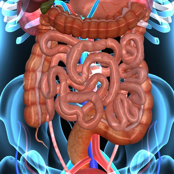 Verdauungssystem — Stockfoto