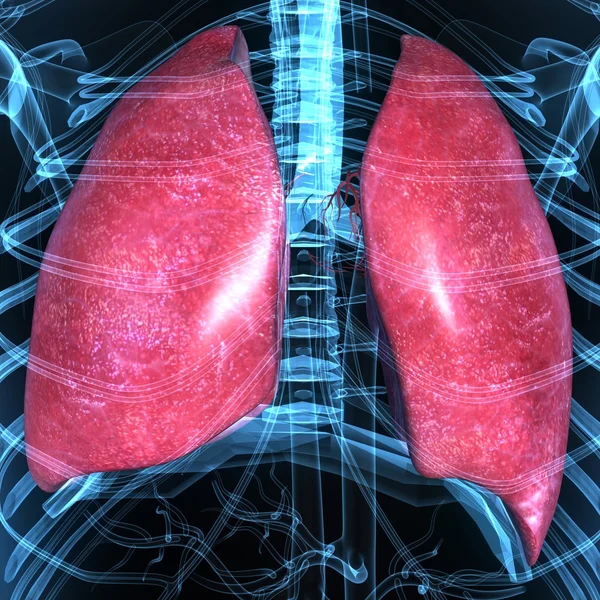 Pulmones —  Fotos de Stock