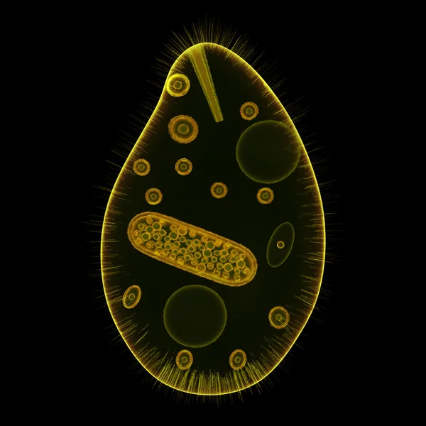 Balantidium — Zdjęcie stockowe