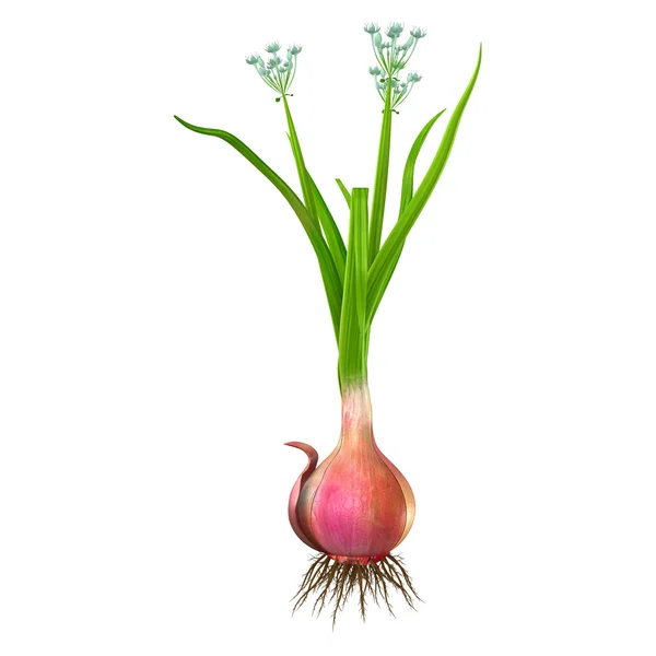 Cepa del Allium — Foto de Stock