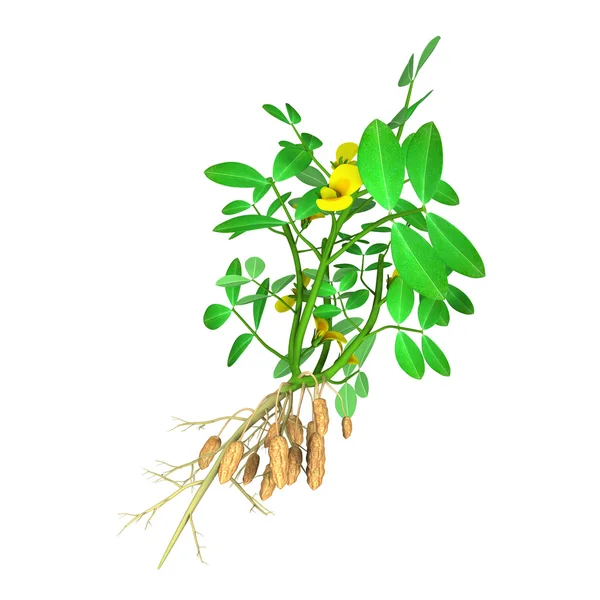 Arachis hypogea — Foto Stock