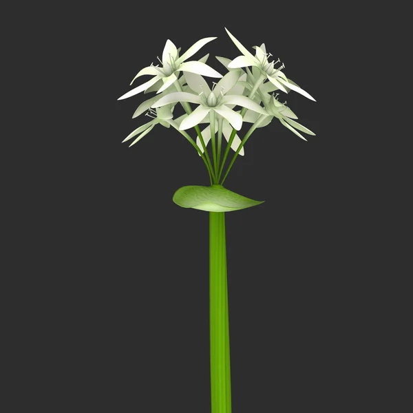 Allium sativum — Fotografia de Stock